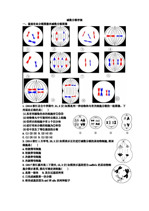 减数分裂一轮复习学案