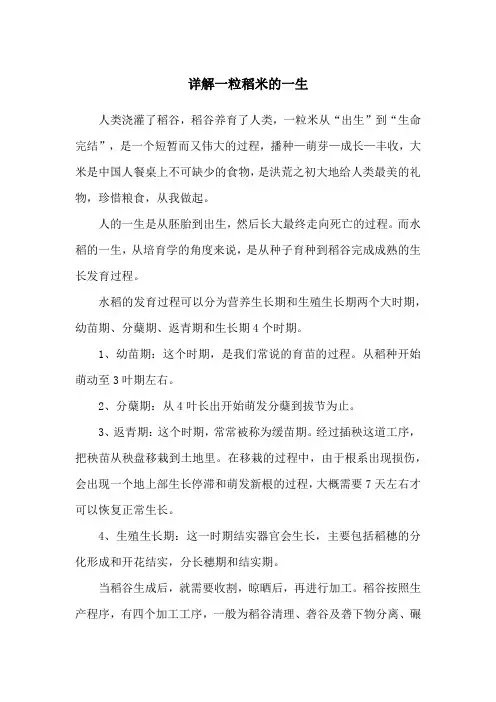 一粒稻米的一生