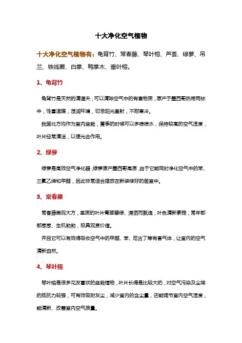 十大净化空气植物