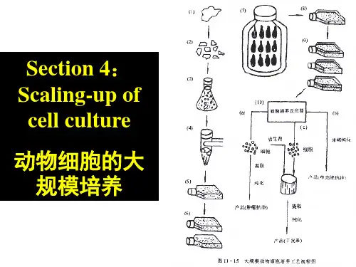 动物细胞大规模培养方法及其应用
