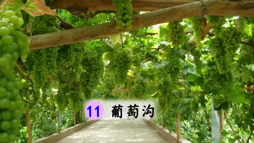 部编版二年级语文上册第11课《葡萄沟》优质课件(共69张PPT)