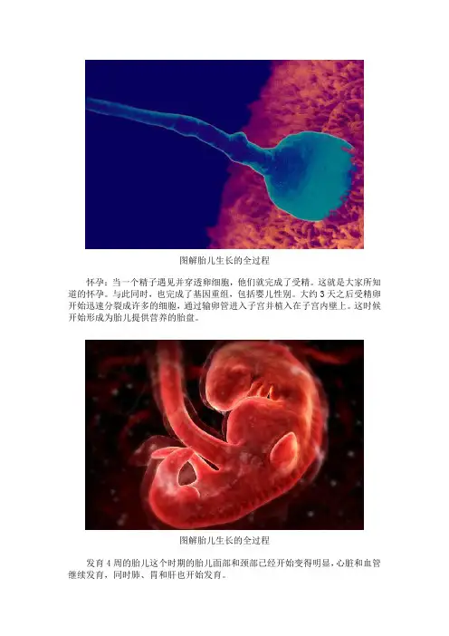 胎儿生长全过程