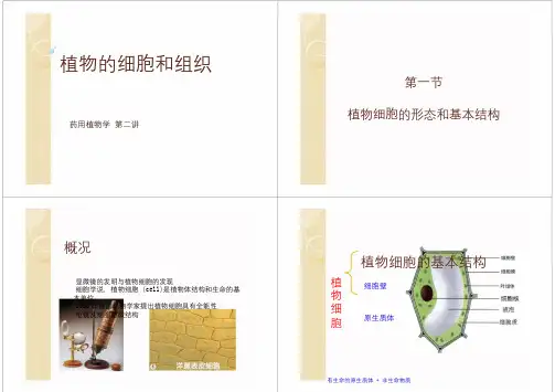药用植物学课件