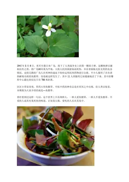 中药知识：鱼腥草