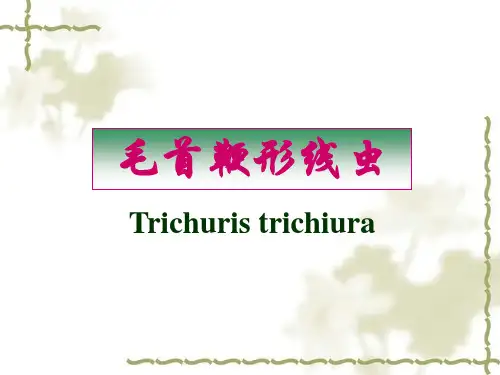 鞭虫