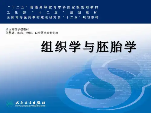 组织胚胎学课件-消化腺