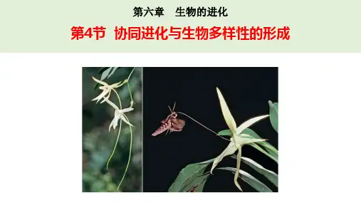 协同进化与生物多样性的形成  课件高一生物(人教版(2019)必修二)