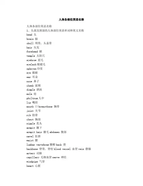 人体各部位英语名称