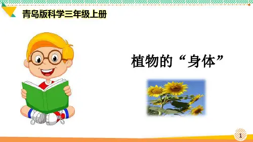 最新青岛版科学三年级上册《植物的“身体”》优质课件