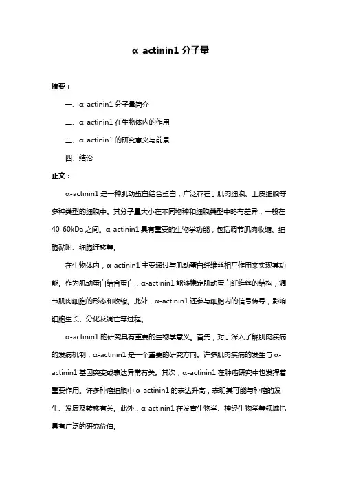 α actinin1分子量
