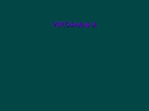 VERO细胞培养