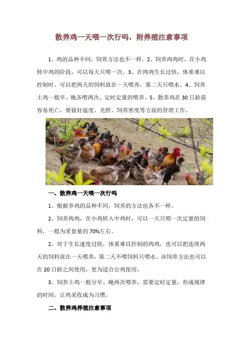 散养鸡一天喂一次行吗,附养殖注意事项