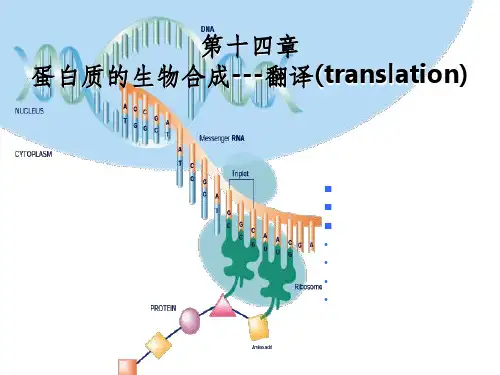 蛋白质的生物合成-翻译