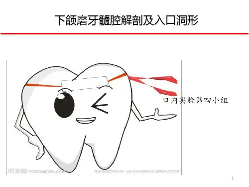 下颌磨牙髓腔解剖及开髓ppt课件