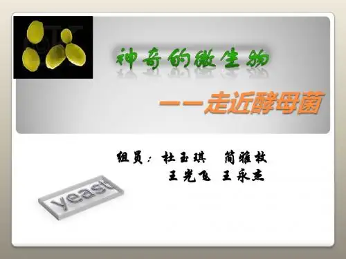 酵母菌