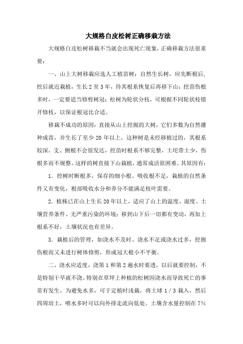 大规格白皮松树正确移栽方法