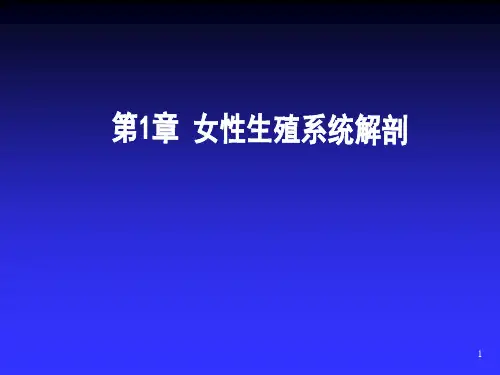 女性生殖系统详细解剖图ppt课件