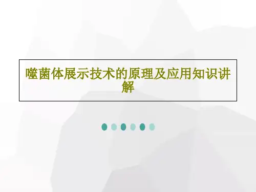 噬菌体展示技术的原理及应用知识讲解45页PPT