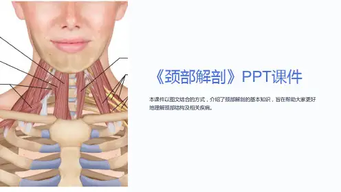 《颈部解剖》课件