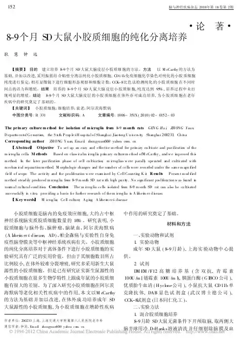 8_9个月SD大鼠小胶质细胞的纯化分离培养