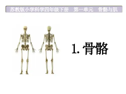 苏教版小学科学四年级下册《骨骼》ppt课件