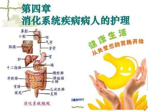 消化系统概述ppt课件