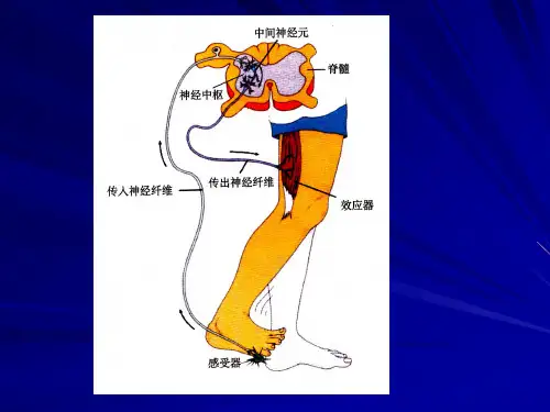 公开课——神经调节.ppt