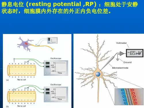 解剖生理学的第四次动作电位简明版