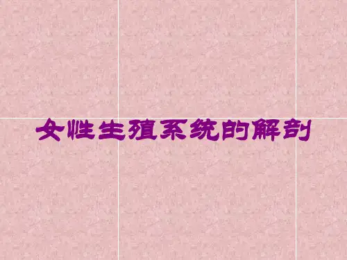 女性生殖系统的解剖培训课件