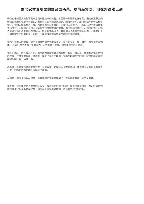 豫北农村麦地里的野菜面条菜，以前经常吃，现在却很难见到