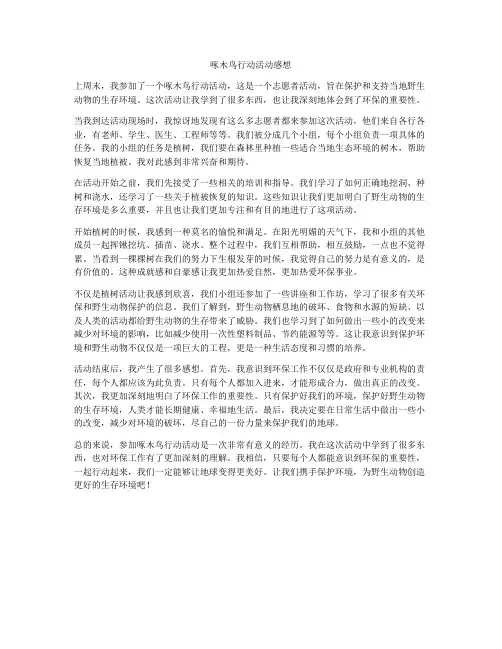 啄木鸟行动活动感想