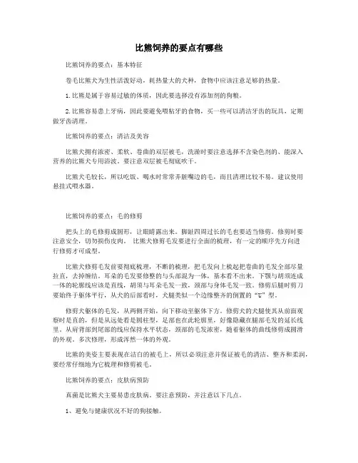 比熊饲养的要点有哪些