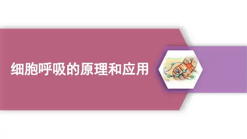 5.3细胞呼吸的原理和应用 课件 高一上学期生物人教版必修1