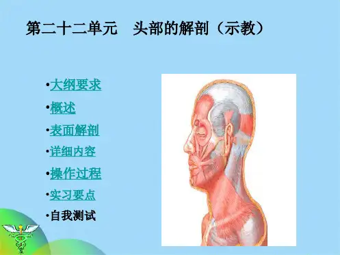头部的解剖(共28张PPT)
