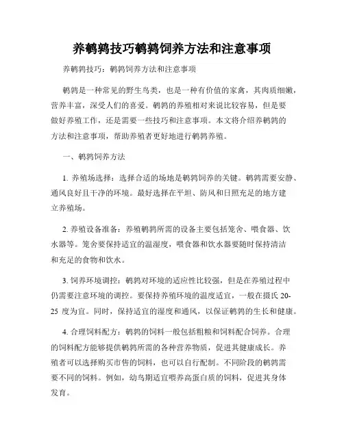 养鹌鹑技巧鹌鹑饲养方法和注意事项