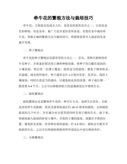 牵牛花的繁殖方法与栽培技巧