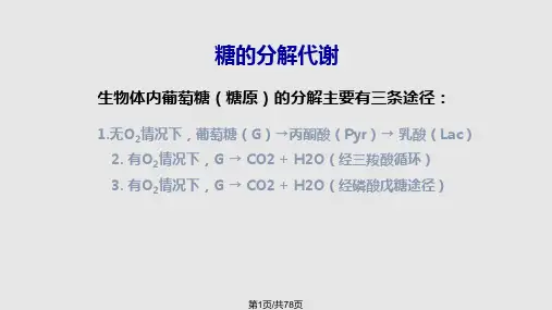 糖代谢的其他途径PPT课件