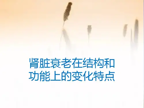 肾脏衰老在结构和功能上的变化特点