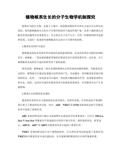 植物根系生长的分子生物学机制探究