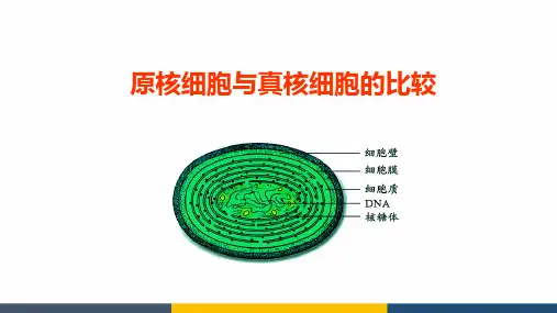 高中生物原核细胞与真核细胞的比较精品课件