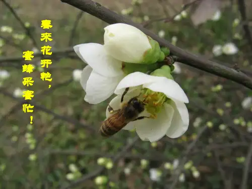 细胞培养技术