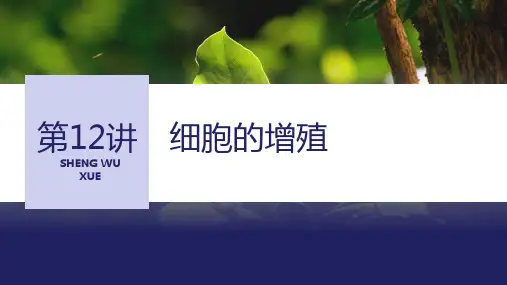 2024届高考生物一轮复习细胞的增殖课件