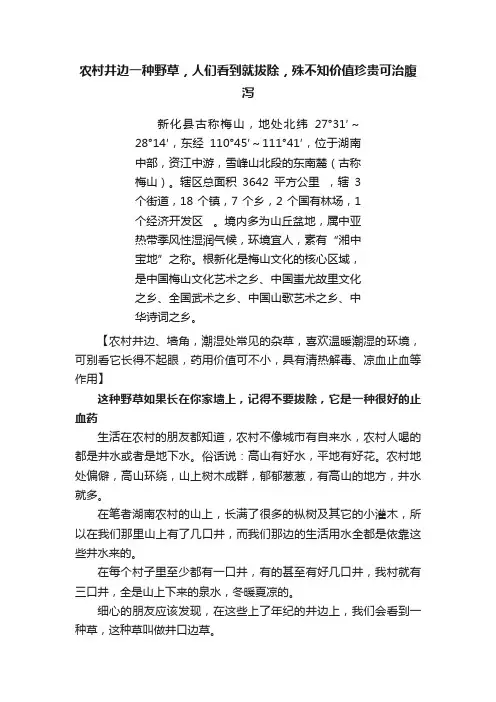 农村井边一种野草，人们看到就拔除，殊不知价值珍贵可治腹泻
