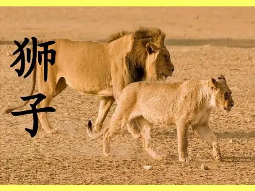 《两只小狮子》课件