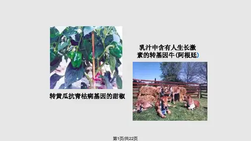 DNA重组技术的基本工具ppt课件PPT课件