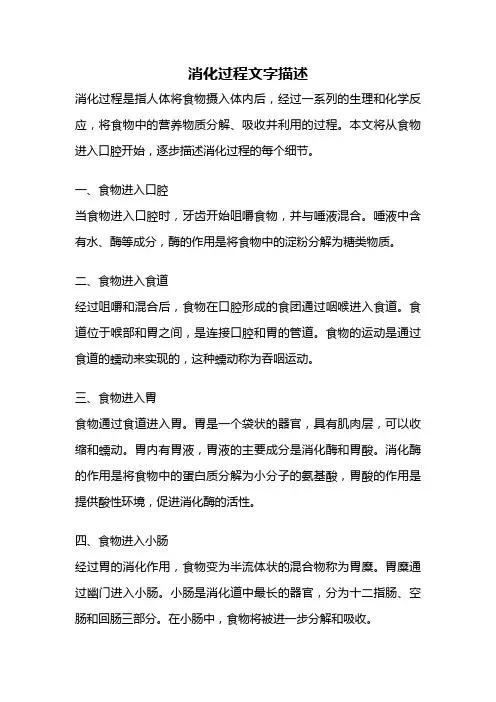 消化过程文字描述