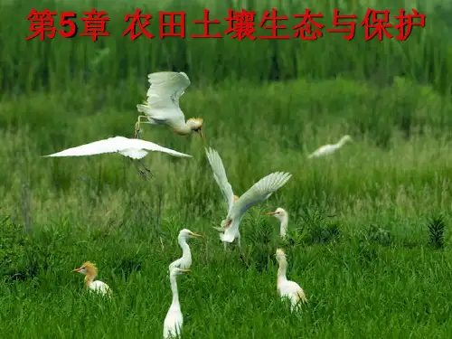 农田土壤生态与保护