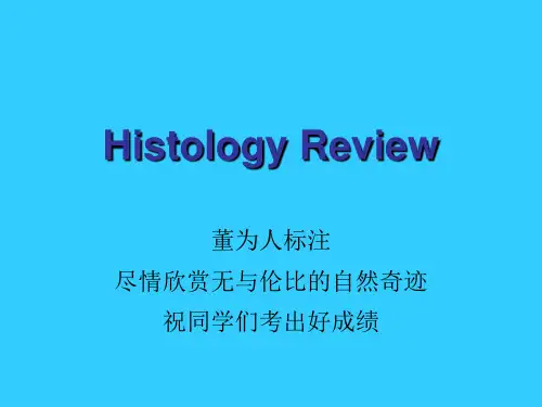 董为人标注的组胚切片图