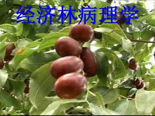 经济林病理学课件