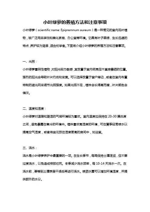 小叶绿萝的养殖方法和注意事项